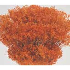 BLOOMS BROOM Orange (BULK)